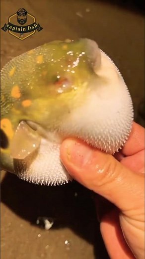 🔥Close _Up Of Pufferfish inflating Like a Balloon Amazing Nature 🐡#shrots #pufferfish #fishing