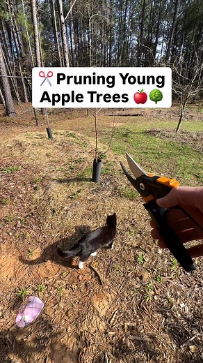 Pruning Young Fruit Trees: Tips for Stronger Growth 🌱✂️🍎