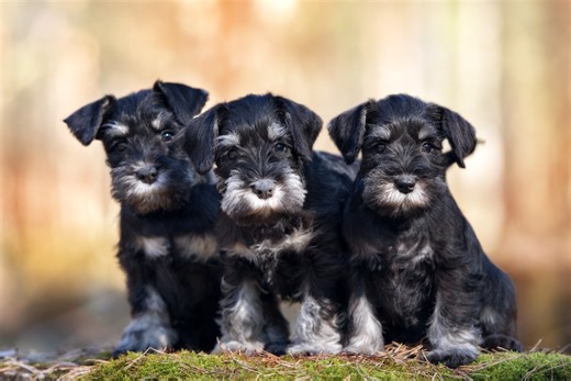 Miniature Schnauzer Facts You May Not Know