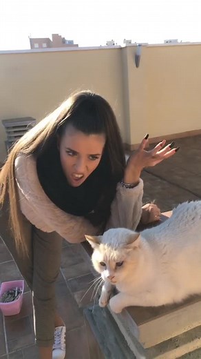 ¿Es este un perro o no? Comedia divertida en TikTok