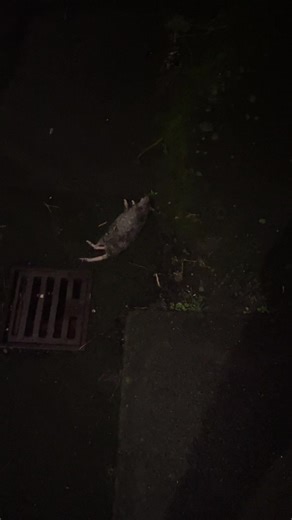 Dealing with the Growing Rat Problem in Urban Areas