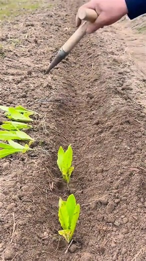 harvesting several small round yellow melons from green vines using scissors in an outdoor farm