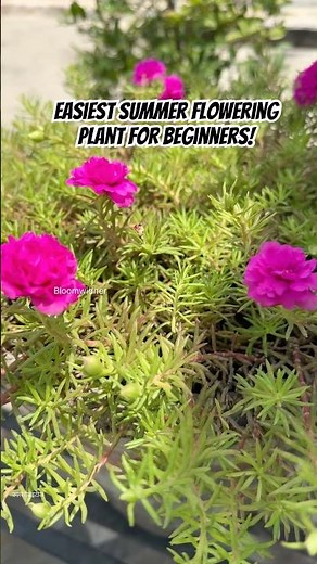 Portulaca: Easiest Summer Flowering Plant for Beginners! 🌸 #gardening #shorts #flowers