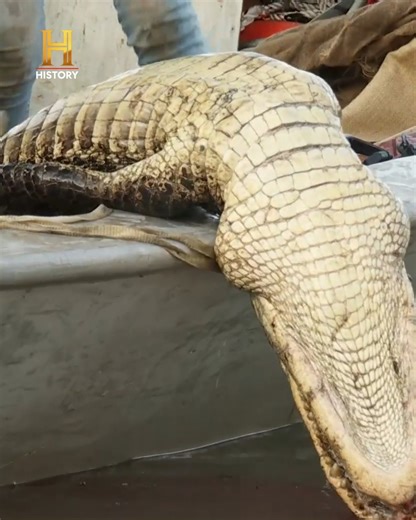 102K views · 1.6K reactions | Ronnie e Ashley precisam de força e mira rápida para dominar uma fera furiosa. Logo depois, Liz e Destin mostram que a vida no pântano não é para amadores! A luta é constante, e cada captura é uma vitória suada. Veja a ação de perto! #MergulhadosNoPantano | HISTORY | Facebook