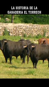 20K views · 497 reactions | LA HISTORIA DE LA GANADERIA EL TORREON |...