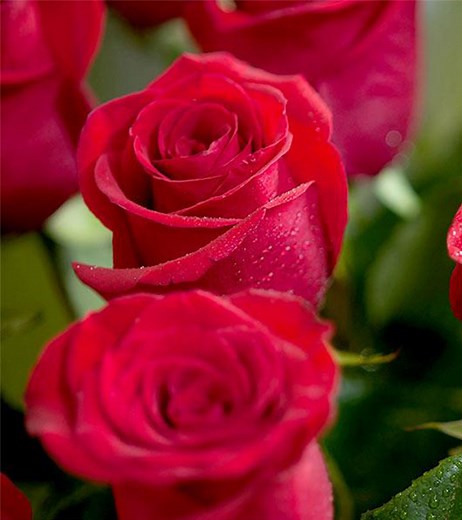 Types Of Red Roses: 27 Best Varieties To Grow In Your Garden