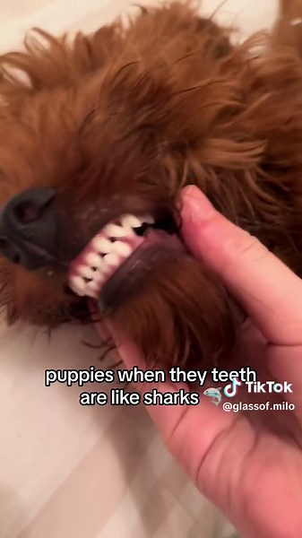 Milo the Dog's Tooth Fairy Visit: Puppy Loses Tooth!