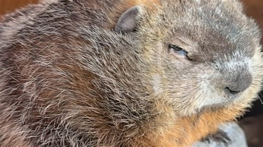 Special needs groundhog with unusual face smells like onions