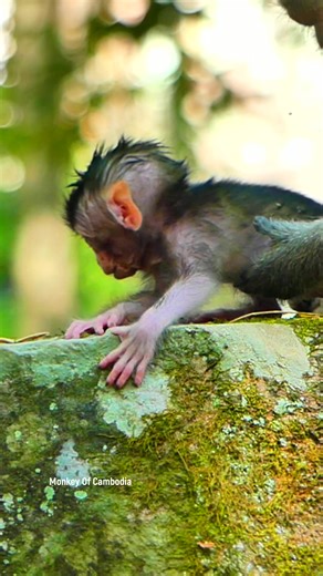Heartwarming jungle update announces a young mother monkey’s successful delivery of her precious newborn, sharing moments as the baby begins life in the wild on December 9, 2025. | Monkey Of Cambodia