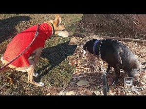 Weekly Dog potty compilation
