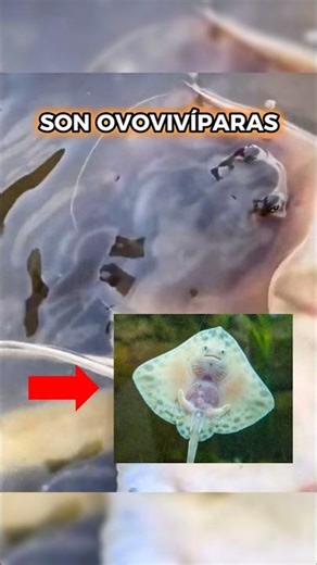 El increíble NACIMIENTO de una mantarraya 🤯🧬