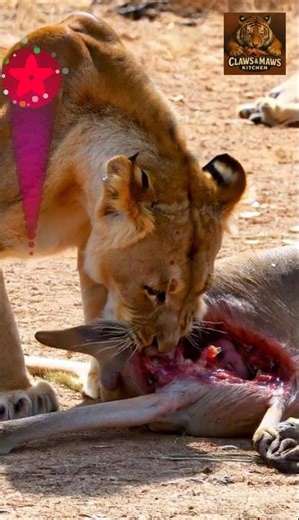 Australian Lion #ClawsAndMawsKitchen #WildlifeFeeding