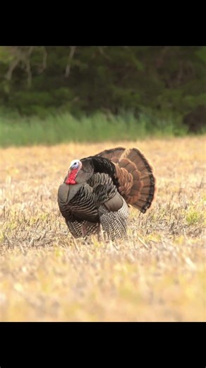 Ever seen a shotgun pattern this wide!? #turkey #hunting #kansas #rio