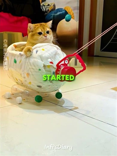 This Owner Made a Taxi for Her Cat 🐱🚗 #shorts