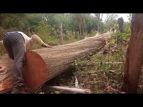 Boraaa traça as toras 🙏👏👏💪