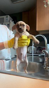 “Excuse me, I did not sign up for the deluxe spa package!” 🛁🐶 This little pup is getting squeaky clean and ready for their forever home! Foster care gives dogs like this a cozy place to learn, grow, and show off their adorable personalities—way better than a stressful high kill shelter. Fostering helps them build confidence, get used to home life, and makes space for more animals in need. Plus, you get unlimited puppy snuggles! Win-win! Reach out or apply today to join our team and become a fo