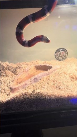 Nelson’s milk snake falling