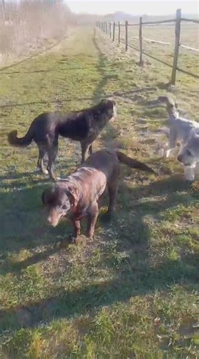 Der Hunde Clan in Lucklum