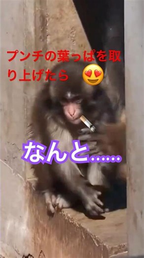 👉 おじいちゃんがプンチの口からタバコみたいな葉っぱを取った，プンチはまさかの… #punch #panchi #がんばれパンチ #パンチくん #パンチ #パンチ君 #monkey ＃パンチの卒業日