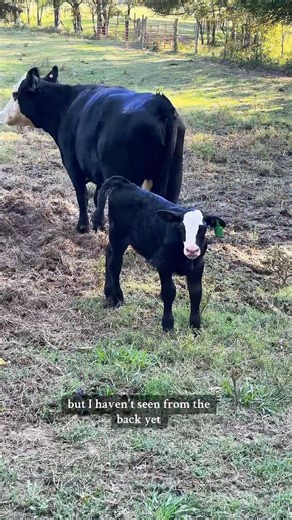 It’s raining baby cows🤣🐮 | Katie Van Slyke