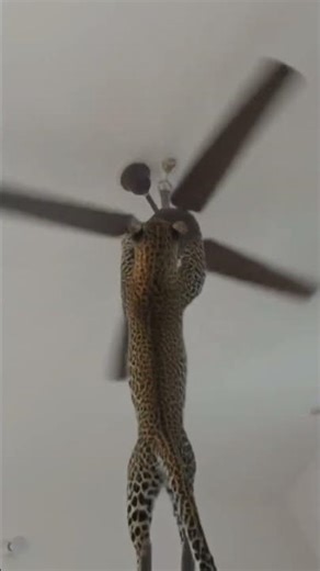 pankhe per chadh Gaya Chita 😲😲😲