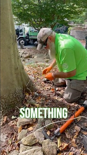Trunk injection on beech tree