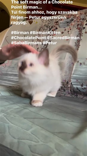 The softest moment with Petur…Anna’s gentle touch brings out his warm, quiet magic. 🤎A Chocolate Point Birman boy with a heart as tender as his colours.A legfinomabb pillanat Peturral…Anna gyengéd érintése előhozza belőle ezt a meleg, csendes varázst. 🤎Egy kis Chocolate Point herceg, aki pont olyan lágy, mint a színei.#Birman #BirmanKitten #ChocolatePoint #SacredBirman #SabaBirmans #Petur | Birman.hu