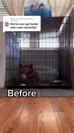 Replying to @nataliedivalentin yes Current service location San Antonio, TX Coming to Pittsburg, PA soon wwwsaigeswaycom #dog #dogs #dogtrainer #DogTraining #dogsoftikreels | Dr. Ellie Phillips