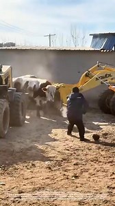 987K views · 1.6K reactions | Using a loader to drive cattle for loading is a bad Idea #wisdom #love #motivation #quotes #inspiration #spirituality #meditation #life #knowledge #peace #truth #spiritual #faith #mindfulness #god #healing #selflove #quoteoftheday #philosophy #happiness #consciousness #enlightenment #mindset #soul #spiritualawakening #awakening #believe #motivationalquotes #hope #success | Wisdom Pouchannel | Facebook