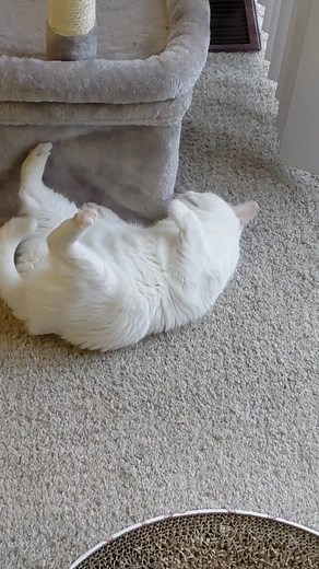 Widget is the reason we can't have even mediocre things....🤣🤣 | Widget's World Domination Plan