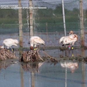 37K views · 384 reactions | Yesterday, twelve endangered whooping cranes were released into the wild thanks to a new conservation partnership between Audubon Nature Institute, Chevron & the Louisiana Department of Wildlife and Fisheries. This partnership aims to save the species from extinction! Read more: https://bit.ly/2zJXqpq #SavingSpecies | Audubon Nature Institute | Facebook