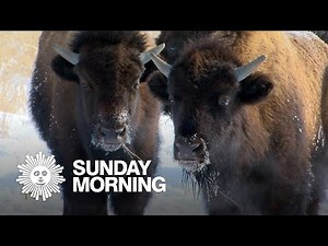 Nature: Bison in Minnesota