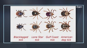 Ticks are already a problem: How to protect yourself and your pets