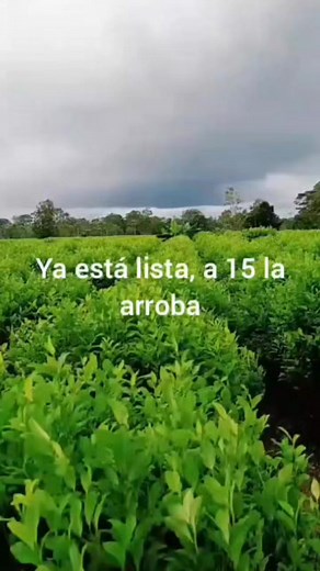 Quieres ingresar al ruedo? 573052094693 #trocha #caballocriollocolombiano #trochapura #caballos #pasofino #trochaygalope #troteygalope #caballistasdecorazon #caballo #ccc #colombia #mundoequino #fedequinas #equinos #horse #pasofinocolombiano #trochapuracolombiana #caballoscolombia #horses #pasionequina #suscaballos #amorporloscaballos #caballista #cavalo #caballocriollo #troteygalopecolombiano #trochaygalopecolombianos #cabalgata #caballistas #troteygalope | Vaupés al mando