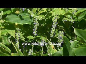 Chia plant or Salvia hispanica flowering with purple-blue flowers swaying in the breeze