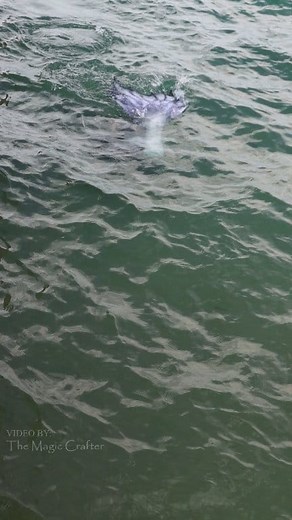 1.7M views · 9.9K reactions | A mermaid thrashes around in the water 隆‍♀️ Please accept this Mermaid Phantom video as my gift to you. It's not the best quality... but it's something! I remember being exhausted after that event. It was 3.5 hours on land, and then another hour in the water  #themagiccrafter #mermaid #professionalmermaid #mermaidphantom #mermaids | The Magic Crafter | Facebook