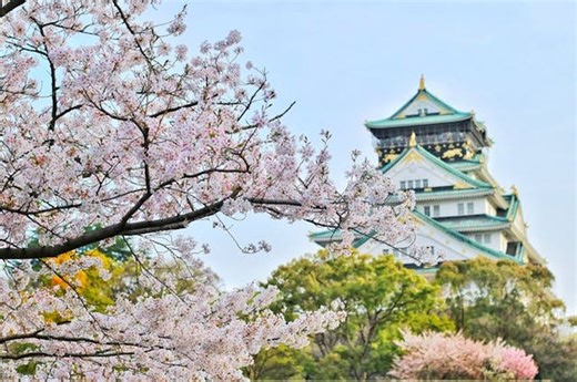 Jadi Ikon Negara Jepang, Ini 5 Jenis Pohon Sakura yang Populer dan Indah | Kids