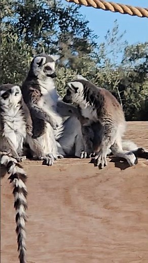 Adorable Little Lemurs! 🐒 Too Cute to Handle!