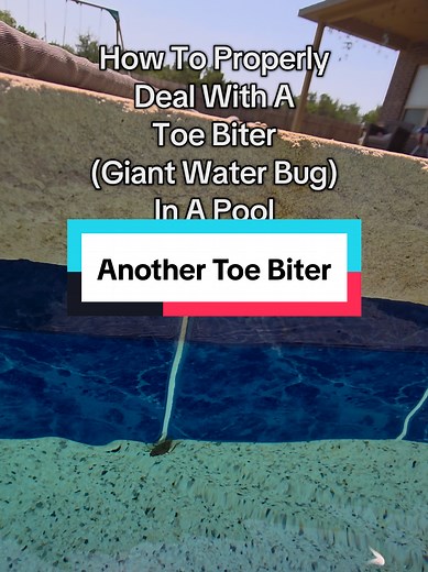 Giant Water Bug: How to Handle Toe Biters in Pools