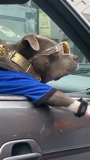 This Dog Has More Style Than Me! 🕶️