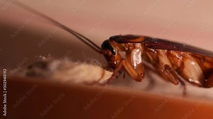 Big Cockroach Making Nest at the Kitchen. Pest Control House Hygiene Concept. 4K Macro Closeup Bug.