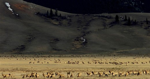 Thousands of wapiti are ready to leave the National Elk Refuge