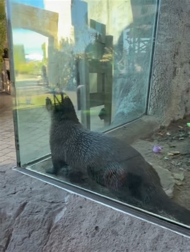 17 reactions | Kent Animal Shelter on Reels | Facebook