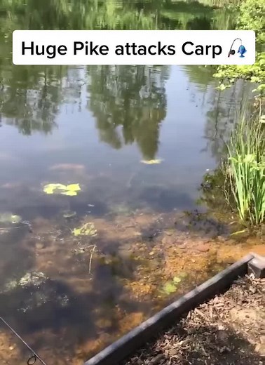 Pike Attacks Carp - Fishing TikTok Video
