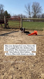 392K views · 8.6K reactions | He has been an amazing farm dog! #reels #beagle #amari #onehappyassfarm | One Happy Ass Farm | Facebook