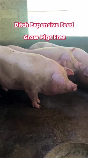 Effective Pig Raising Techniques for Optimal Weight Gain