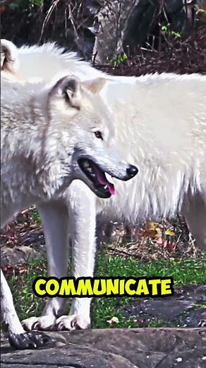 Why Wolves Howl at the Moon 🌕 (The Real Reason)