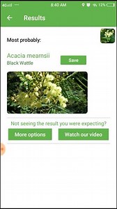 PlantSnap.com identifies Black wattle (Acacia mearnsii), a fast-growing extremely invasive leguminous tree native to Australia. | PlantSnap | Facebook