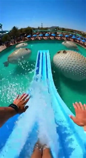 Waterslide into pool full of giant fish #funny #memes