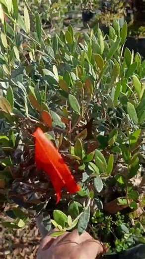 Dwarf Olive with 4" base